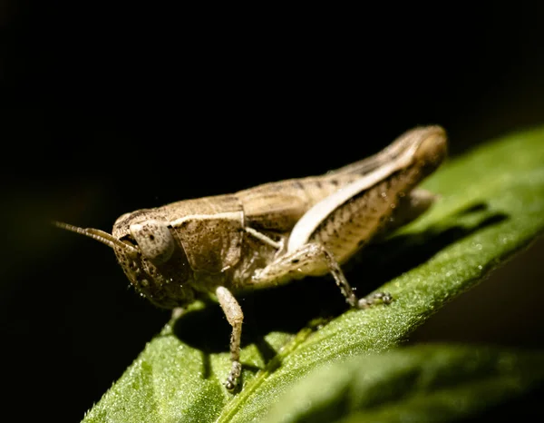 Macro Shot Grasshopper Standing Green Leaf — Stock Photo, Image