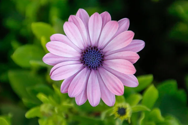 Macro Shot Pink Daisy Flower Surrounded Green Leaves — Stockfoto