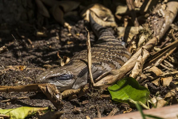 Selective Focus Shot Blue Tongue Lizard Forest Ground — Stock Photo, Image