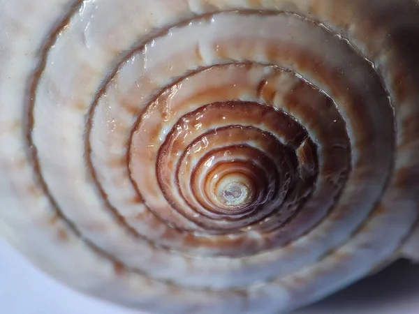 Macro Shot Seashell White Background — Stock fotografie