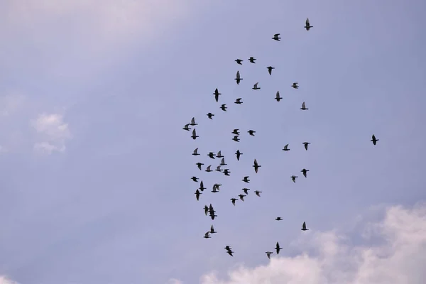 Mavi Bulutlu Gökyüzünde Uçan Bir Kuş Sürüsü — Stok fotoğraf