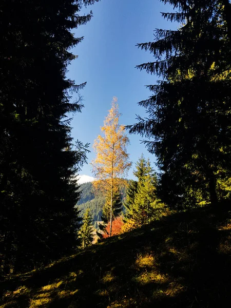 Colpo Verticale Alberi Sul Fianco Della Collina — Foto Stock