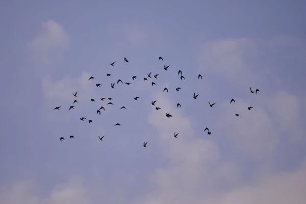 Mavi Bulutlu Gökyüzünde Uçan Bir Kuş Sürüsü — Stok fotoğraf