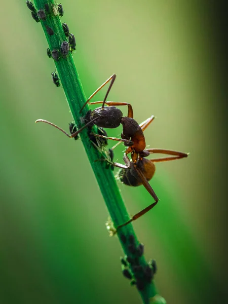 Macro Shot Ant Eating Bugs Sitting Green Stem — Stockfoto