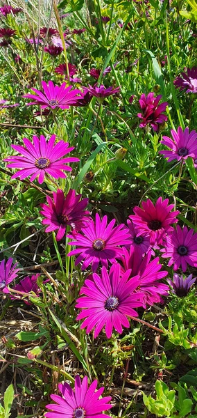 Vertical Shot Vibrant Purple Daisies Growing Bright Summer Day Surrounded — Foto de Stock