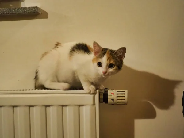 热电池上的毛茸茸的猫 — 图库照片