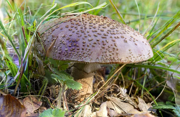 숲에서 버섯을 클로즈업 — 스톡 사진