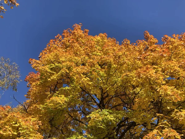 Low Angle Yellow Autumn Tree Autumn Leaves Blue Sky Sunny — Fotografia de Stock