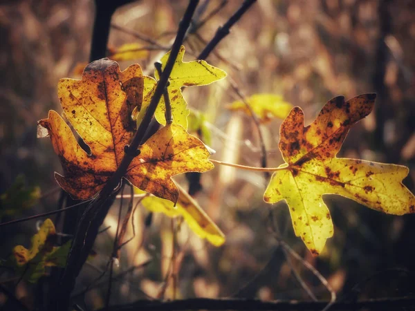 Eine Selektive Fokusaufnahme Von Herbstblättern Auf Dem Ast — Stockfoto
