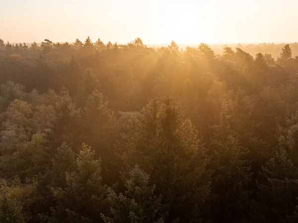 Beautiful Shot Dense Pine Forest Background Shining Sun — Stockfoto