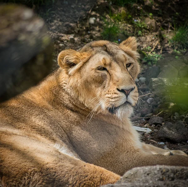 古い雌ライオンは自然の生息地に横たわって休んでいます — ストック写真