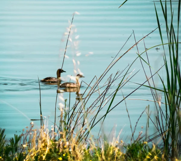 Closeup Geese Swimming Water — Stock fotografie