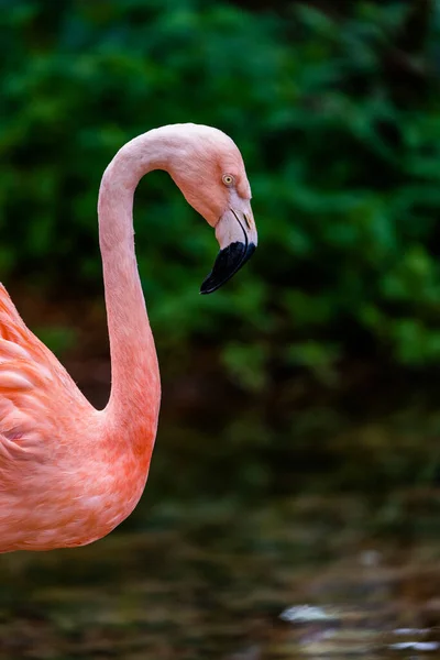 Selective Focus Shot Pink Flamingo — Stock Photo, Image
