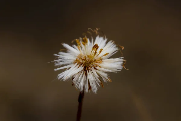 Closeup Cute Small Dandelion Flower Outdoors Blurry Background — Φωτογραφία Αρχείου