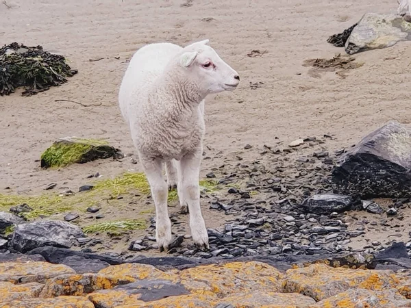 Овцы Ягнята Ферме — стоковое фото