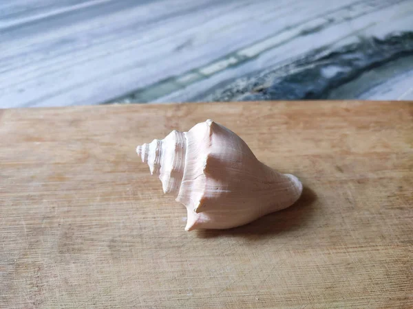 Close Shot Seashell Wooden Background — Stock Fotó