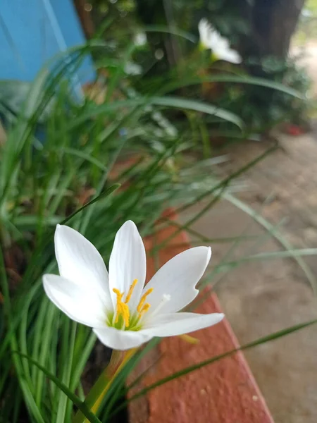 Bahçesinde Beyaz Taç Yaprakları Olan Bir Sonbahar Zephyrlily Zephyranthes Candida — Stok fotoğraf