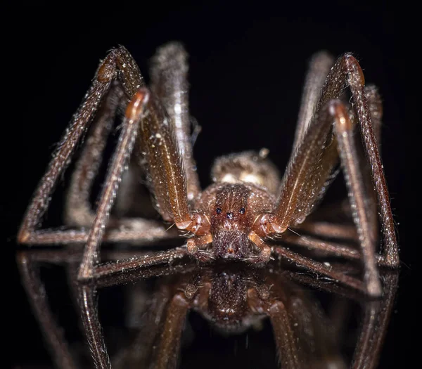 Macro Shot Brown Recluse Spider — Fotografia de Stock