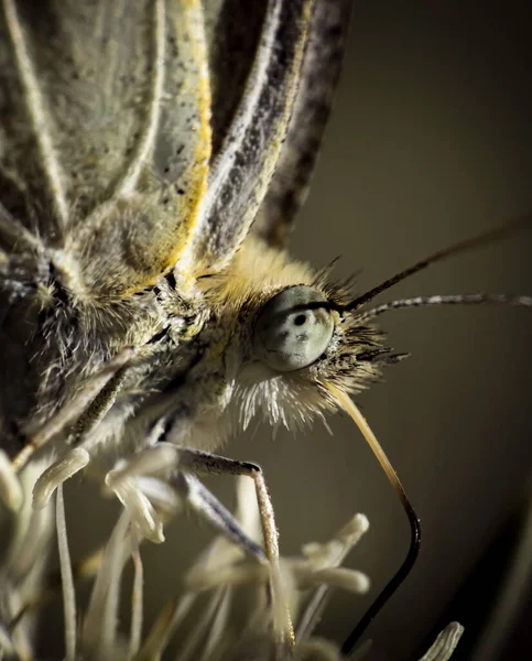 Macro Shot Pieridae Sitting Flower — Stockfoto