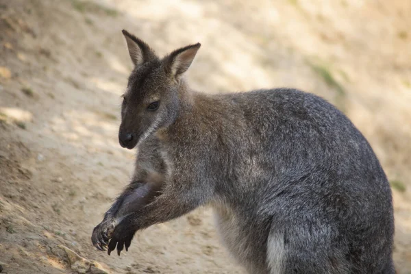 Gros Plan Kangourou Gris Oriental Dans Zoo Colchester Angleterre — Photo