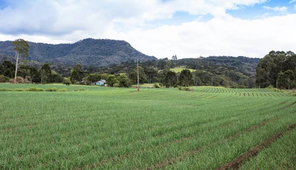 Onion Plantation Front Dense Mountains Cloudy Sky Southern Brazil — Fotografia de Stock