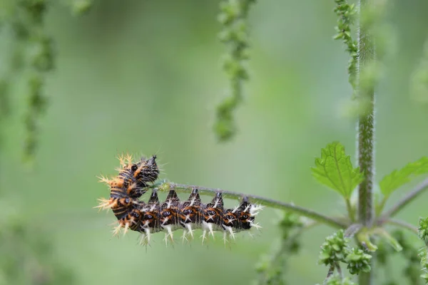 Closeup Caterpillar Green Plant — 图库照片