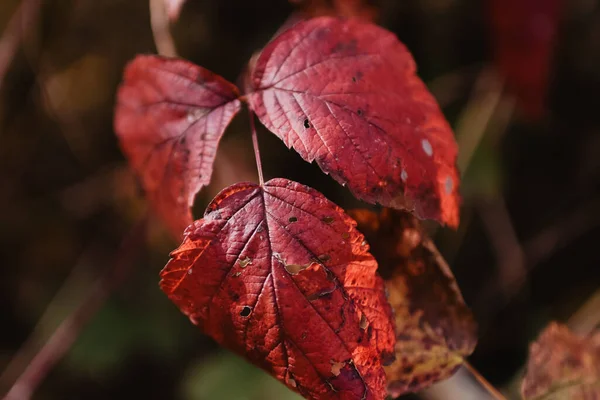 Detailní Záběr Červené Suché Podzimní Textury Listů — Stock fotografie