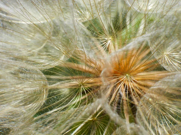 Close Shot Beautiful Cute Dandelion Flower Green Garden — стоковое фото