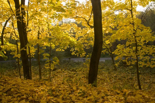 Park Autumnal Foliage Daylight Moscow — Photo