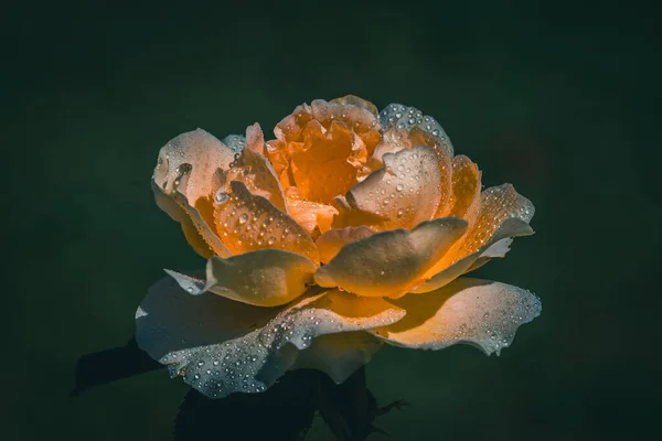 Closeup Beautiful White Orange Rose Water Droplets Blurry Background — Zdjęcie stockowe