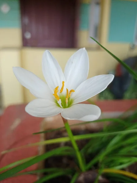 Primer Plano Una Flor Zephyrlily Zephyranthes Candida Otoño Con Pétalos —  Fotos de Stock