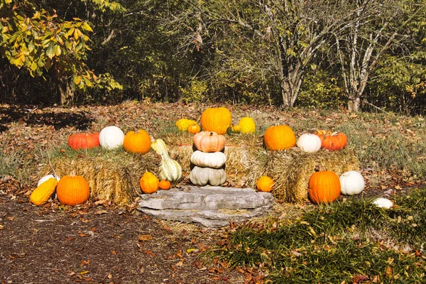 Scenic Shot Kansas City Zoo Missouri Usa Halloween Decorations — Stockfoto