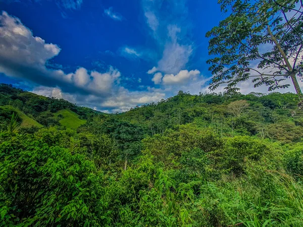 Beautiful View Nature Landscape Tall Green Trees Blue Cloudy Sky — Foto de Stock
