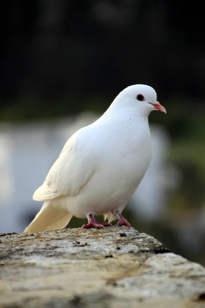 Vertical Shot White Dove Bird Perched Outdoors Daylight — Stockfoto