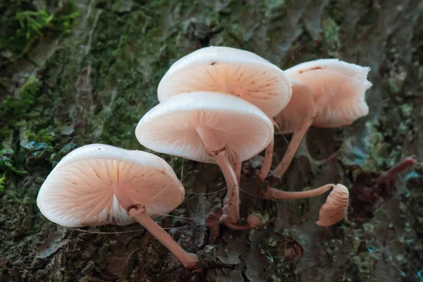 Groupe Champignons Agaricaceae Sur Branche Arbre — Photo