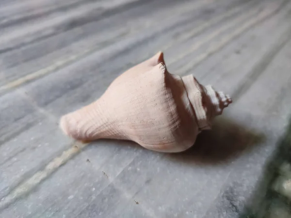 Close Shot Seashell Wooden Background — Zdjęcie stockowe