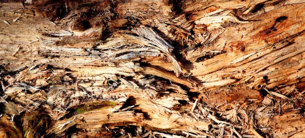Zbliżenie Suchych Wiórów Drewna Zewnątrz — Zdjęcie stockowe