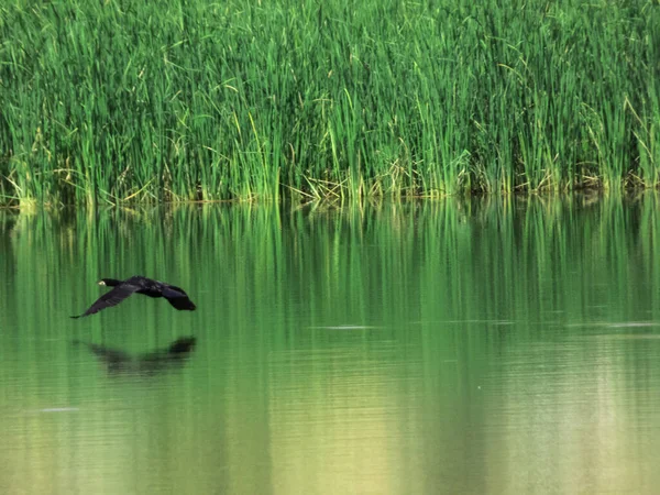 Closeup Black Cormorant Flying Water — Stockfoto