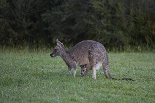 Close Shot Cute Kangaroo Baby Pouch Joeys Cardinia Reservoir — Fotografia de Stock
