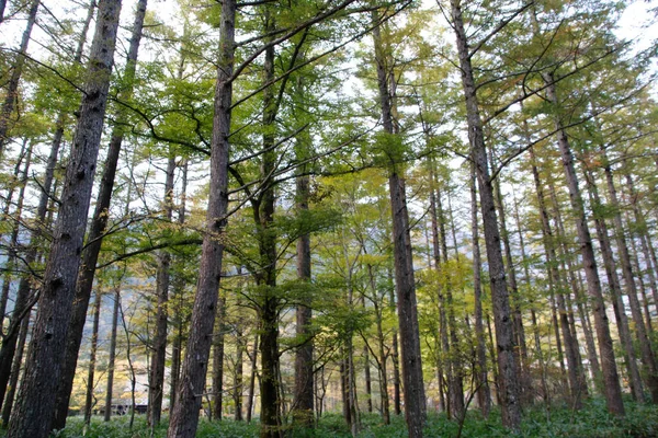 Landscape Many Tall Green Trees Dayl — Foto Stock