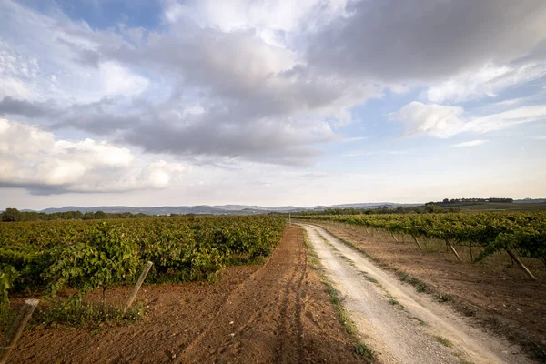 Wijngaard Landschappen Herfst Penedes Wijnstreek Catalonië — Stockfoto