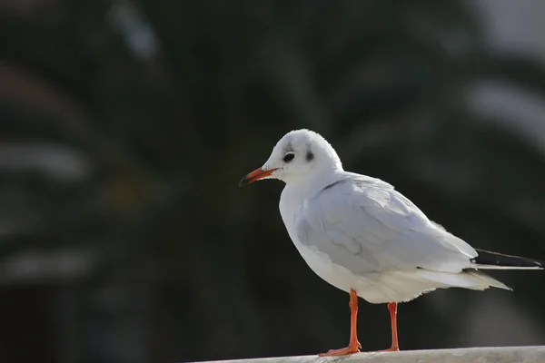 Closeup Shot White Eyed Gull Perched Concrete Surface Blurred Background — Foto Stock