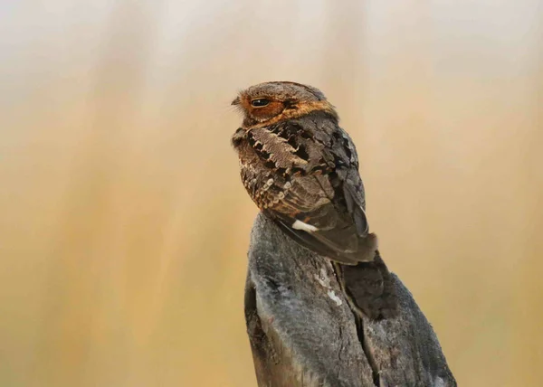 Close Shot Fiery Necked Nightjar Bird Sitting Banks Chobe River — Stockfoto