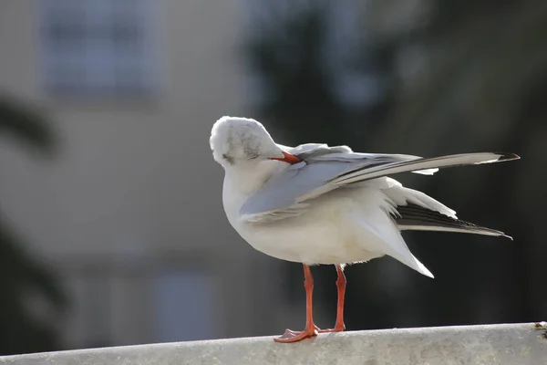 Closeup Shot White Eyed Gull Perched Concrete Surface Blurred Background — Stock Fotó