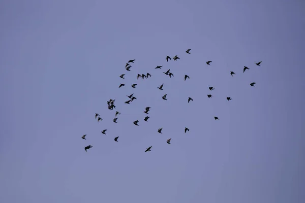 Troupeau Oiseaux Volant Dans Ciel Bleu — Photo