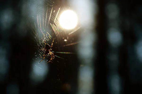 Closeup Shot Spider Backlit Direct Sun — Stock fotografie