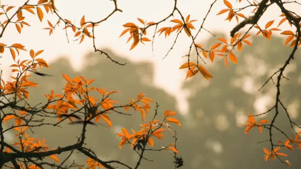 Mooi Botanisch Schot Natuurlijk Behang — Stockvideo