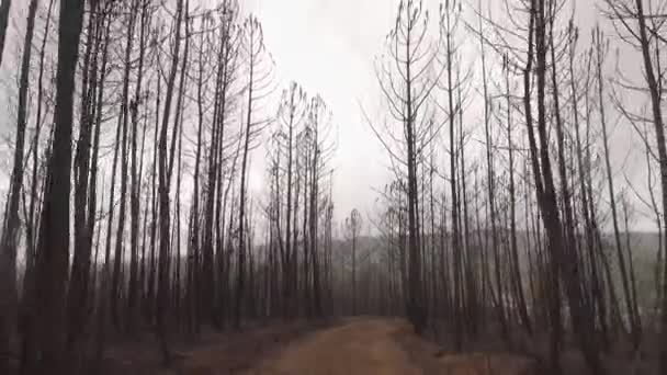Piękny Jesienny Krajobraz Drzewami Tło — Wideo stockowe