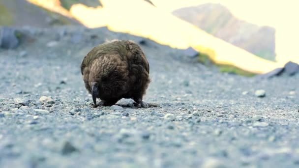 Perro Sienta Suelo Del Río Con Pequeño Pico Blanco — Vídeos de Stock