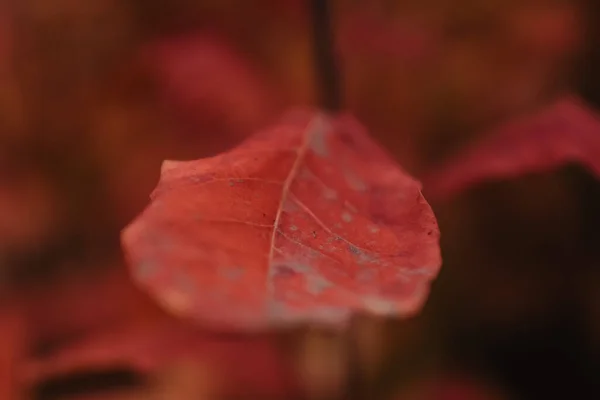 Close Shot Red Dry Fall Leaf Texture — Stock Photo, Image